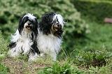 TERRIER DU TIBET 191
